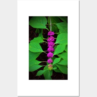 Purple Fruit Clusters Posters and Art